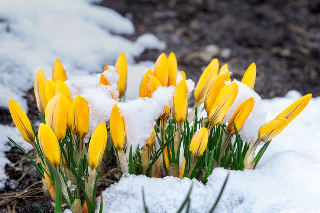 Crocus buds poking through the snow.